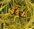 Dendrobates  leucomelas ŽLUTO ČERNÁ